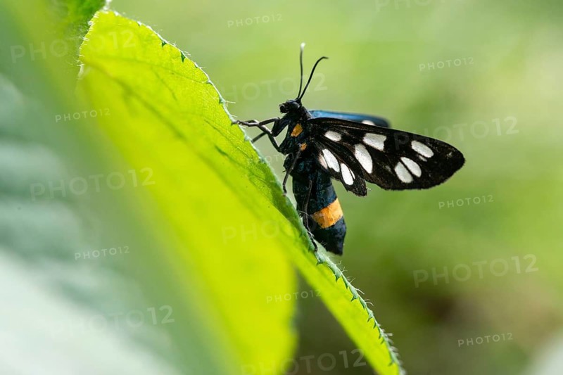 Amata phegea, arctiinae, bear spinner, nine-spotted moth, syntomis phegea, white spotted ram, butterfly, insects, moths, moths, moths, butterfly