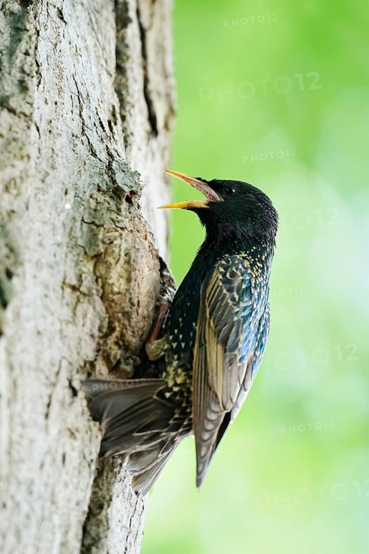 Starling (Sturnus vulgaris) at the breeding den, North Rhine-Westphalia, Germany