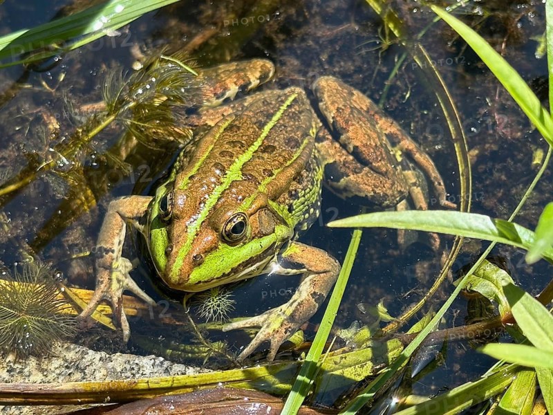 A pool frog (Pelophylax esculentus) lying in the water, Upper Bavaria, Bavaria, Germany
