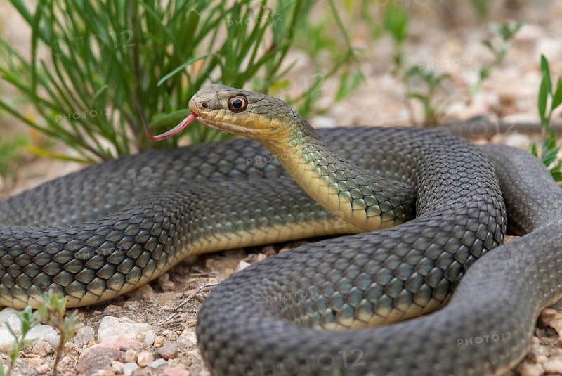 Eastern Montpellier snake, Malpolon insignitus, Montpellier snake, Bulgaria, critters, reptilia, reptiles, snakes, snakes, eastern lizard snake