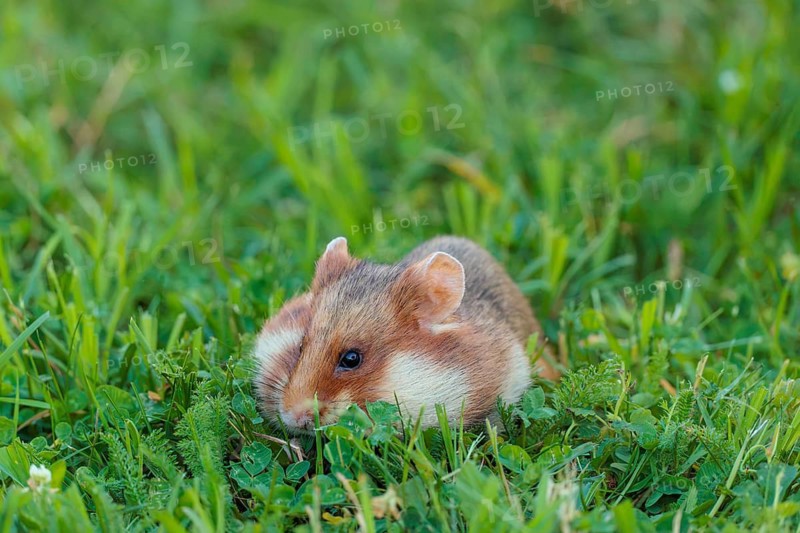A European hamster (Cricetus cricetus) collects herbs, grass and blossoms in a green meadow. Vienna, Austria