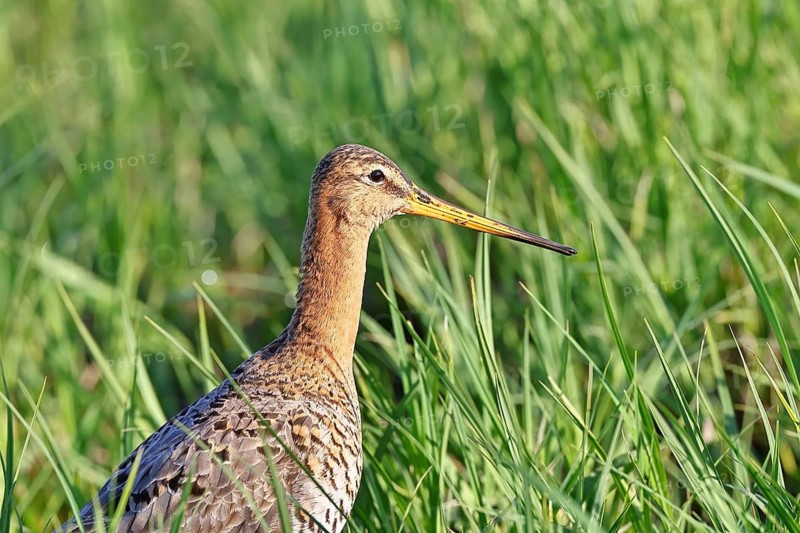 Black-tailed Godwit (Limosa limosa), perched, animal portrait, waders, wildlife, nature photography, wet meadow, Ochsenmoor, Lake Dümmer, Lembruch, Lower Saxony, Germany