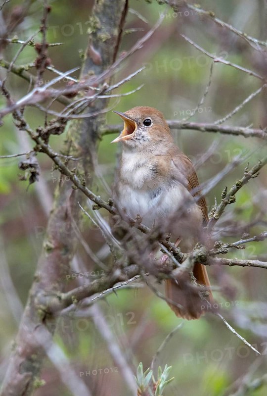 Brandenburg, Germany, Luscinia megarhynchos, Nabu project, nightingale, national natural heritage, natural paradise Grünhaus, nightingale, post-mining landscape, birds, song, green house, high size, portrait format, passeri, singing, songbirds, songbirds, birds