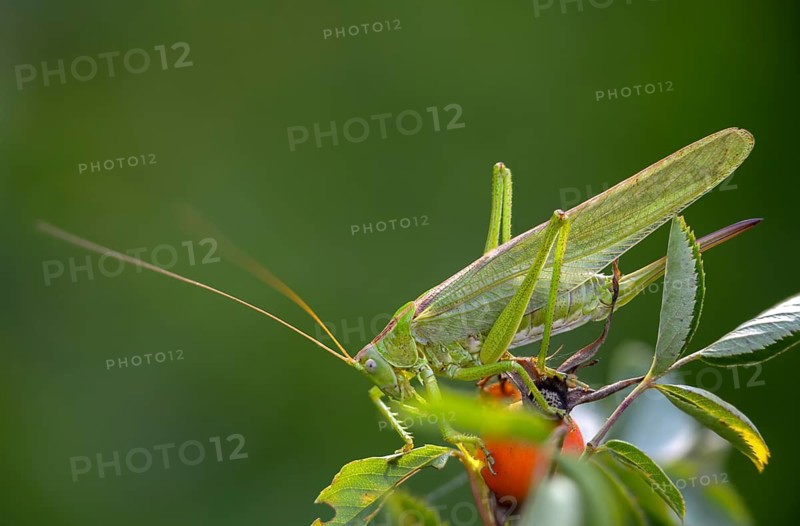 Grasshoppers, Great Green Bush cricket, big hayhorse, green hayhorse, deciduous locusts, song locusts, Tettigonia viridissima, tettigonioidea, ensifera, grasshoppers, insects, long-feeler scare