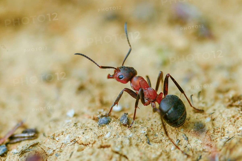 Ants, ant, blood-red ant, blood-red predatory ant, Formica sanguinea, formicidae, hymenoptera, predatory ant, insects, insects