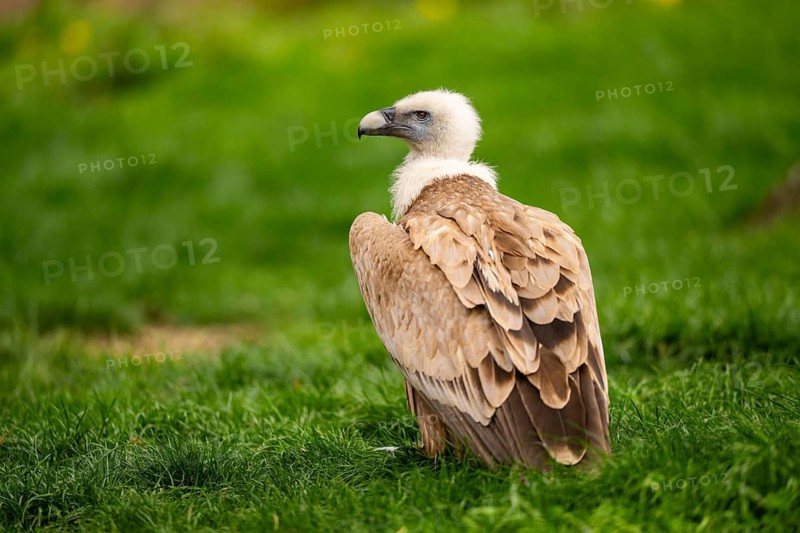 Griffon Vultures (Gyps fulvus) standing on a meadow in spring, bavaria, Germany