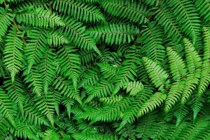 Fern Branch, Westland National Park, World Heritage South West New Zealand, West Coast, South Island New Zealand Westland National Park, South Island