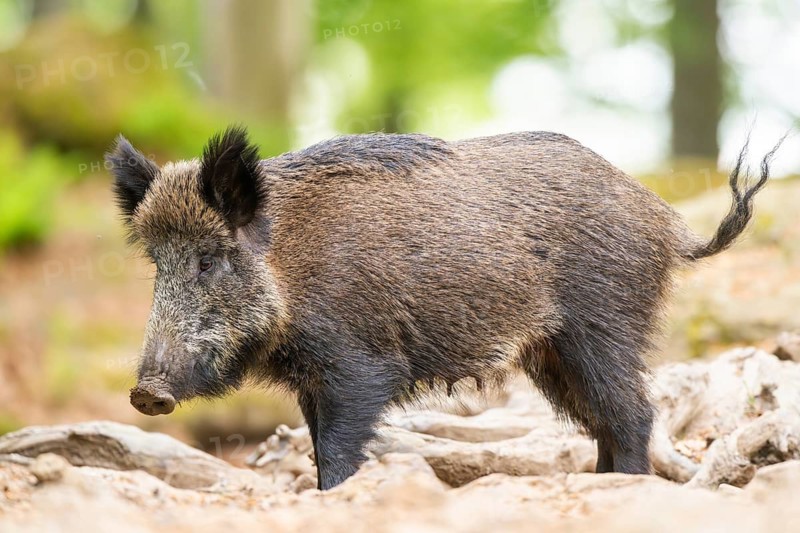 Wild boar (Sus scrofa) standing in a forest, Bavaria, Germany