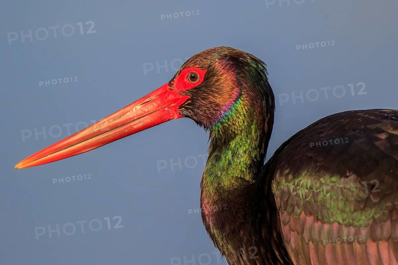 Black Stork (Ciconia nigra) foraging, Greece