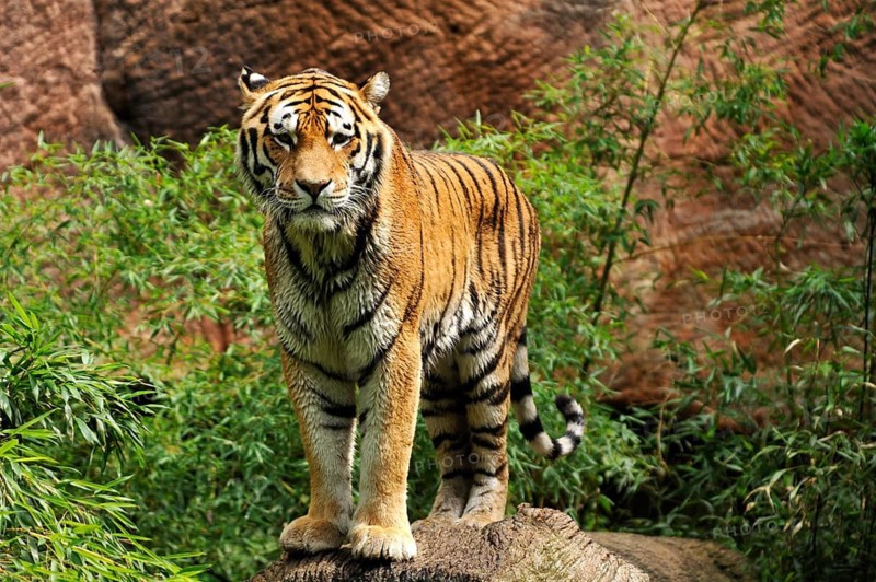 A pair of Siberian tigers (Panthera tigris altaica) with wet fur on a tree trunk, Nuremberg Zoo, Am Tiergarten 30, Nuremberg, Middle Franconia, Bavaria, Germany