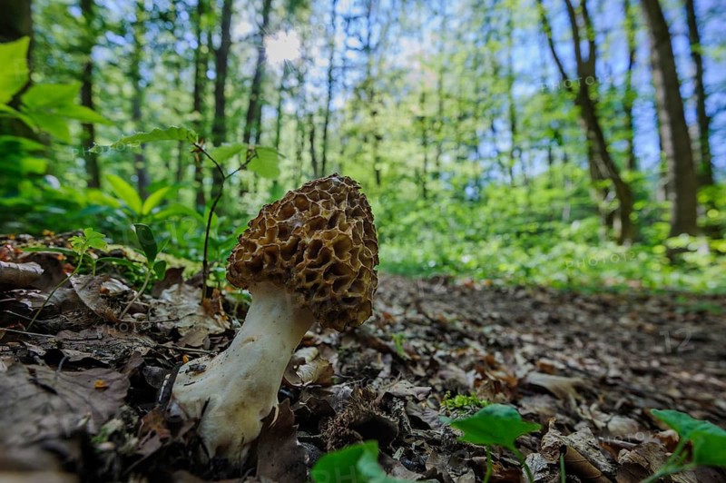 Edible morel on the forest floor of a deciduous woodland, mushroom, mushrooms, morel, round morel (Morchella esculenta), Unterbrunn, Bavaria, Germany