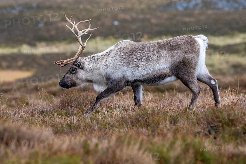 Reindeer (Rangifer tarandus) in the Cairngorm Mountains in the Scottish Highlands, Aviemore, Scotland, United Kingdom