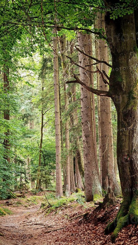 Trail flanked by tall trees and abundant foliage in quiet surroundings, hiking in the Fichtelgebirge nature park Park, Upper Franconia