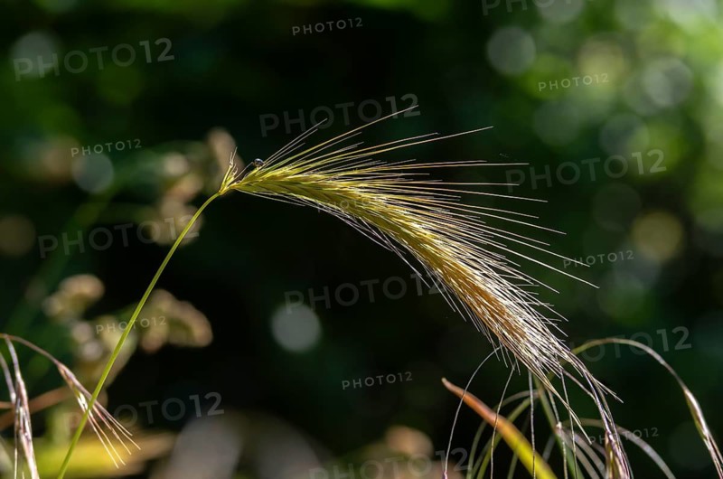 Hordelymus europaeus, forest barley, wood barley, flora, plants, plants