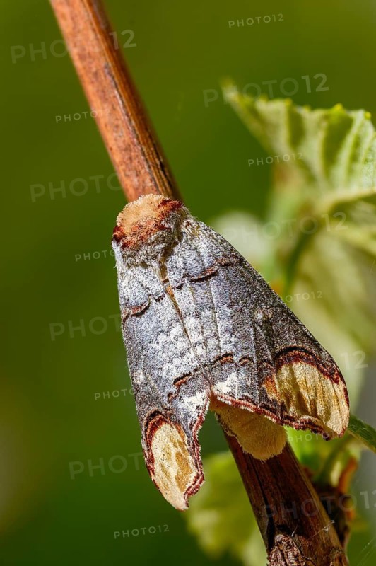 Buff tip, moonspot, moonbird, phalera bucephala, high size, portrait format, insects, moths, moths, butterflies