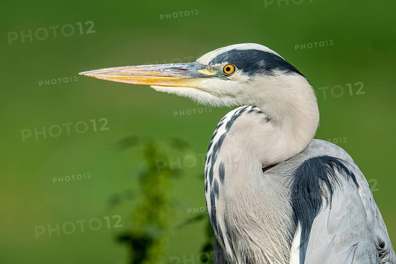 Grey Heron (Ardea cinerea), Dümmer, Lembruch, Lower Saxony, Germany