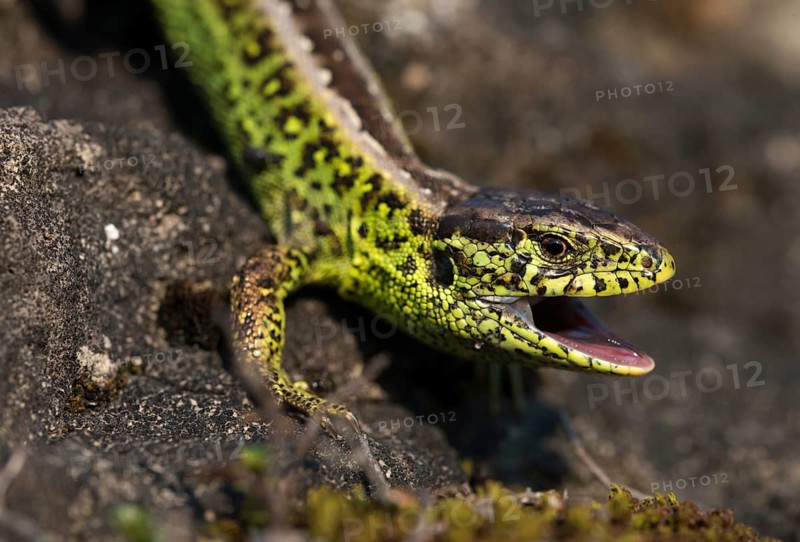 Lacerta agilis, sand lizard, sand lizard, critters, lizards, reptiles, lizards, males, reptilia, reptiles