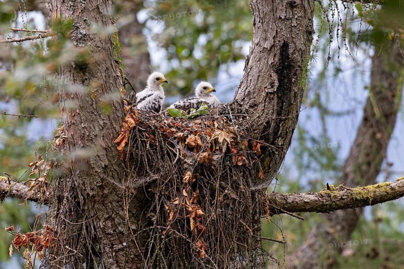 Honey Buzzard (Pernis apivorus), close-up, two chicks with white down feathers in their nest on a larch tree in the forest, Hesse, Germany