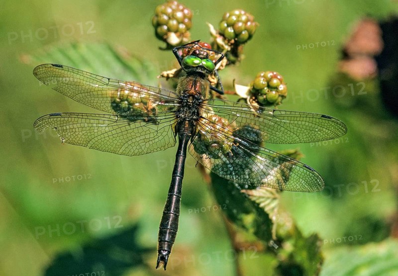 Cordulia aenea, downy emerald, common emerald dragonfly, anisoptera, damselflies, dragonflies, insects, leo, dragonflies, male, odonata