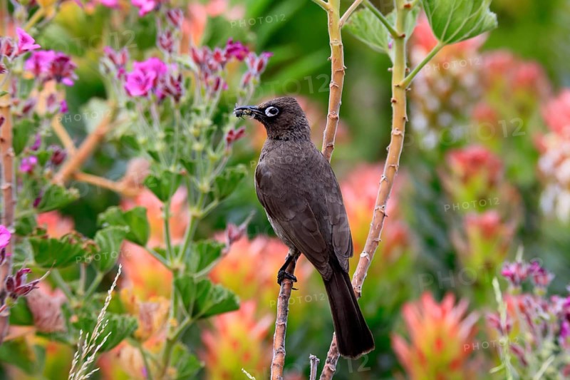 Cape Bulbul (Pycnonotus capensis), adult, perched, with prey, alert, Kirstenbosch Botanical Garden, Cape Town, Western Cape, South Africa