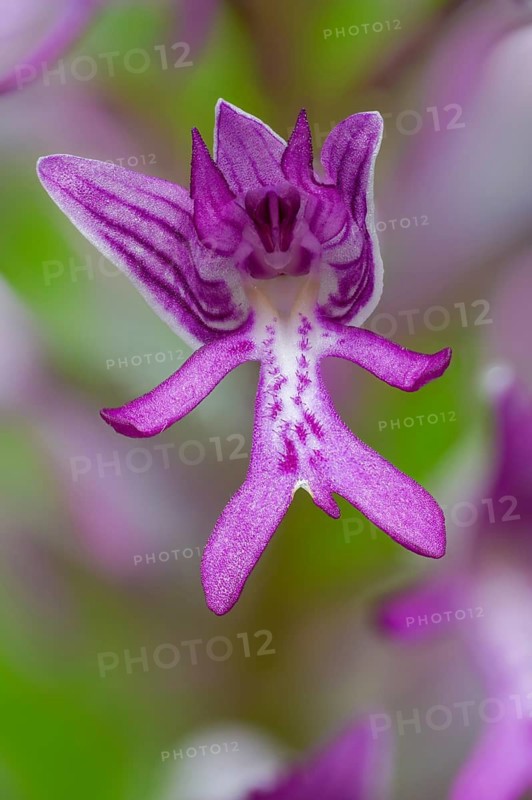 Helmet herb, orchidaceae, orchids, orchids, orchis militaris, flora, high size, portrait, military orchid, plants, plants
