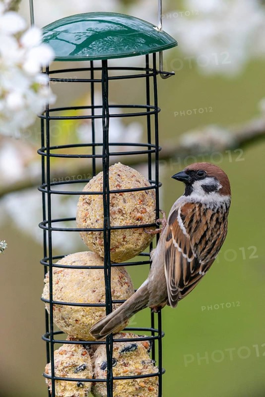 Tree sparrow, Passer Montanus, sparrow, birds, feeding, year-round feeding, high size, portrait format, passeri, songbirds, sparrow, sparrow, sparrow, sparrow, sparrow, bird feeding, birds