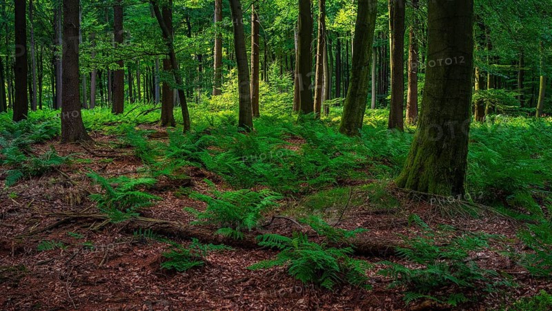 Deister, Bad Nenndorf, Hanover, Lower Saxony, Germany