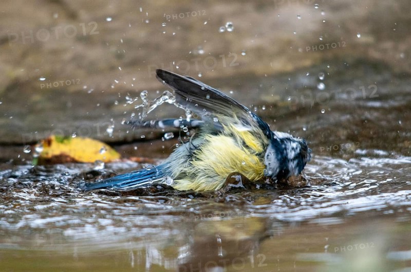 Blue tit, parus caeruleus, bath, bird bath, birds, garden, tits, passeri, songbirds, songbirds, tits, drinking water, birdbath, birds, watering place