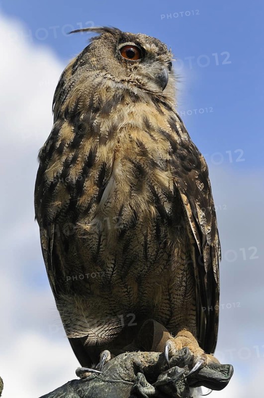 Eurasian Eagle-owl stands on a falconer's glove