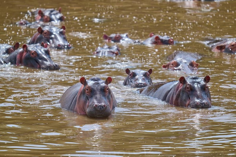 Hippos swimming in close formation in the murky river waters, hippopotamus (Hippopotamus amphibius), Masai Mara National Reserve, Narok County, Kenya