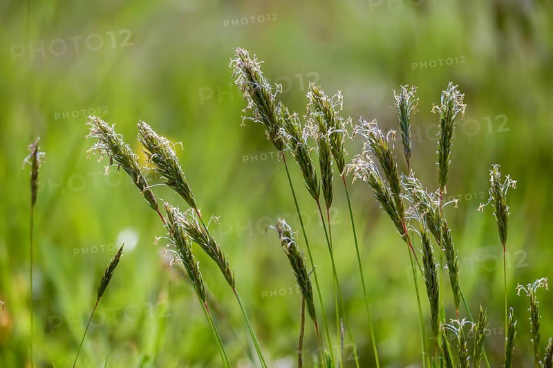 Anthoxanthum odoratum, common ruchgrass, poaceae, ruchgrass, sweet grass, meadow ruchgrass, flora, plants, sweet vernal grass