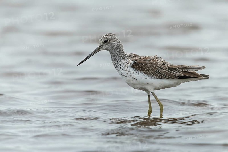 Greenshank, greenshank, tringa nebularia, birds, charadriiformes, limicoles, snipe birds, scolopacidae, birds, waders, waders