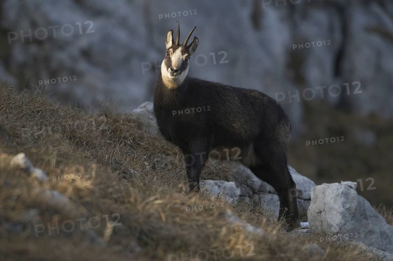 Animals, mammals, chamois (Rupicapra rupicapra), Nebelhorn, Allgäu Alps, Oberstdorf, Bavaria, Germany