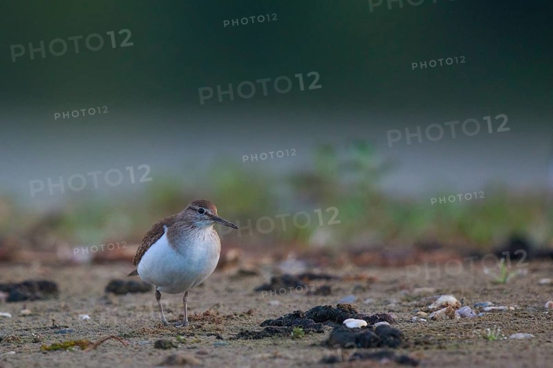 Common Sandpiper (Actitis hypoleucos) foraging, North Rhine-Westphalia, Germany