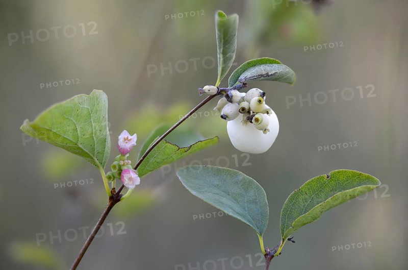 Common snowberry, common snowberry, snappy pea, snowberry, symphoricarpos albus, berry, flora, fruit, plants, plants