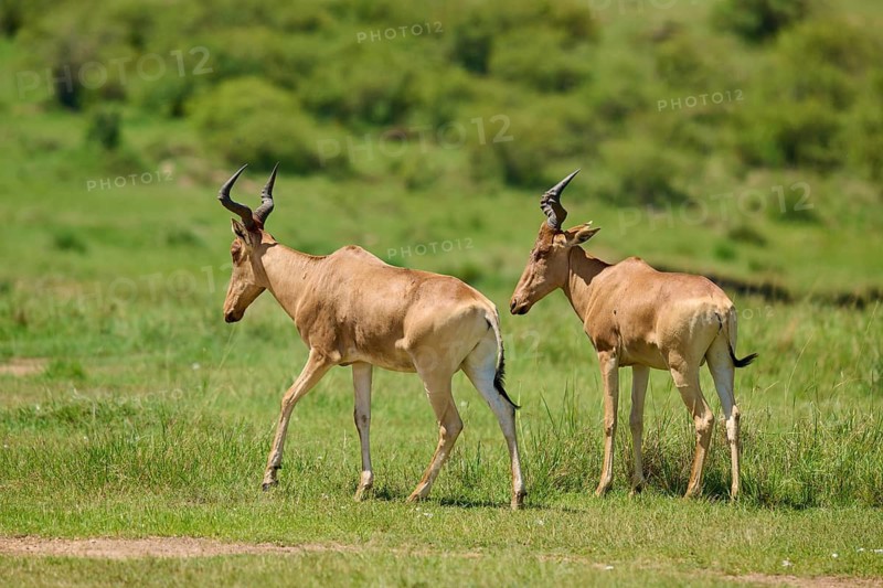 Two antelopes running across green grasslands, surrounded by nature: red hartebeest (Alcelaphus buselaphus), Masai Mara National Reserve, Narok County, Kenya