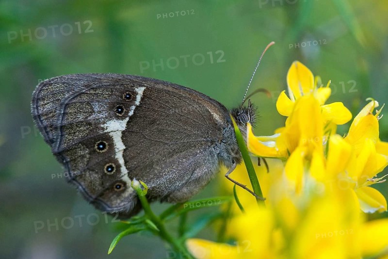Bathsheba maniola, Pyronia bathsheba, Spanish oxeye, Spanish gatekeeper, butterfly, extremadura, insects, butterfly, Spain, butterflies