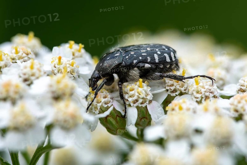 Leaf horn beetle, oxythyrea funesta, rose beetle, scarabaeidae, weeping rose beetle, white spotted rose beetle, beetle, coleoptera, insects, beetles