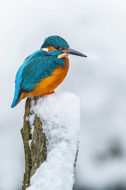 A kingfisher (Alcedo atthis) perched on its hunting perch by a stream in winter, Vechta, Lower Saxony, Germany