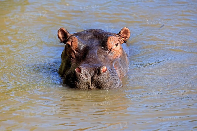 Hippopotamus (Hippopotamus amphibius), adult, in the water, portrait, iSimangaliso Wetland Park, KwaZulu-Natal, South Africa