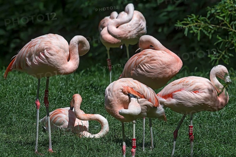 Cuban flamingos (Phoenicopterus ruber) or red flamingos, Nuremberg Zoo, Middle Franconia, Bavaria, Germany