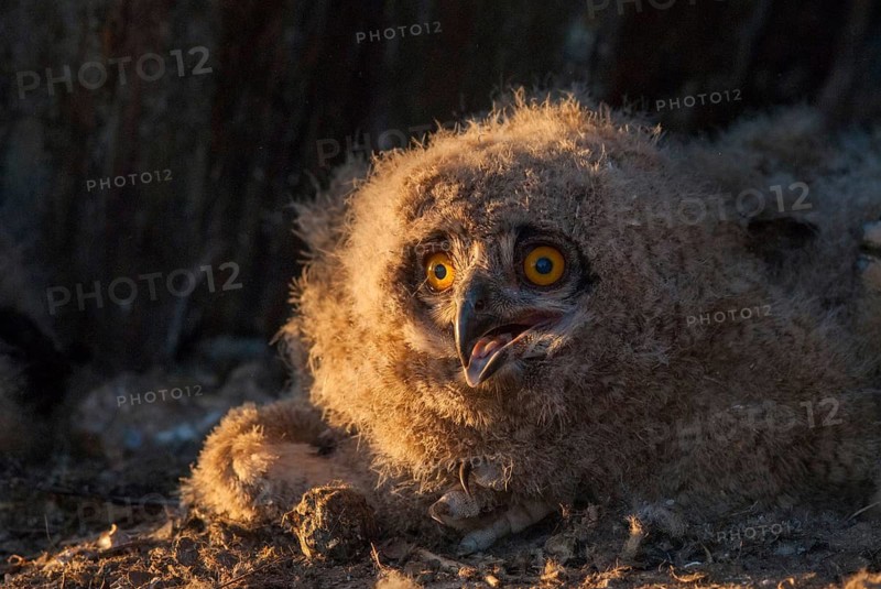 Bubo bubo, eagle owl, eagle owl, atmosphere, birds, owls, Extremadura, adolescent, owls, Spain, mood, strigiformes, birds