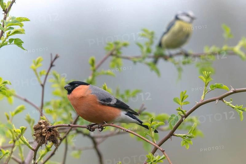 Bullfinch, Bullfinch, Pyrrhula Pyrrhula, Birds, Bullfinch, Male, Passeri, Songbirds, Birds