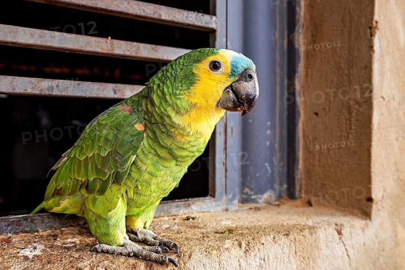 A green parrot is perched on a window sill in front of a grille, looking out curiously, a blue-fronted Amazon in Pernambuco, Brazil (Amazona aestiva)