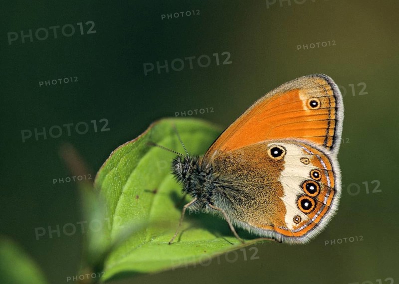 Coenonympha arcania, pearly heath, peargrass moth, white-coined meadowbird, butterfly, insects, butterfly, butterflies