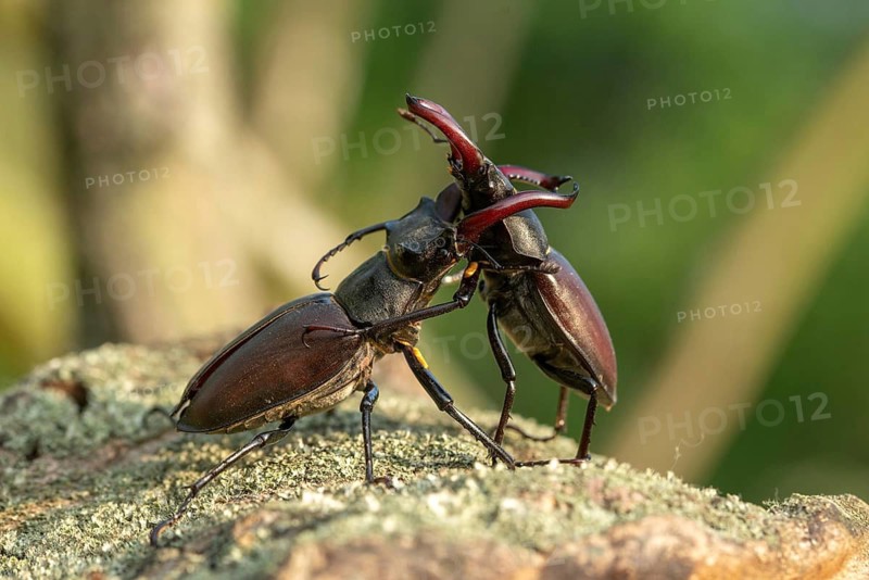 Thundergugi, firecracker, stag beetle, hornschröter, Lucanus cervus, Schröter, Beetle, Coleoptera, fight, insects, fight, beetle, male, stag beetle
