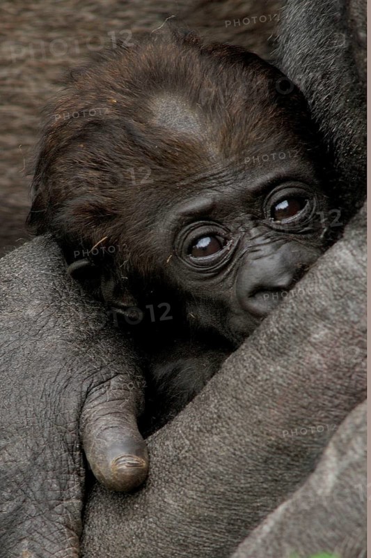 Gorilla, mother with baby gorilla, (gorilla gorilla), silverback