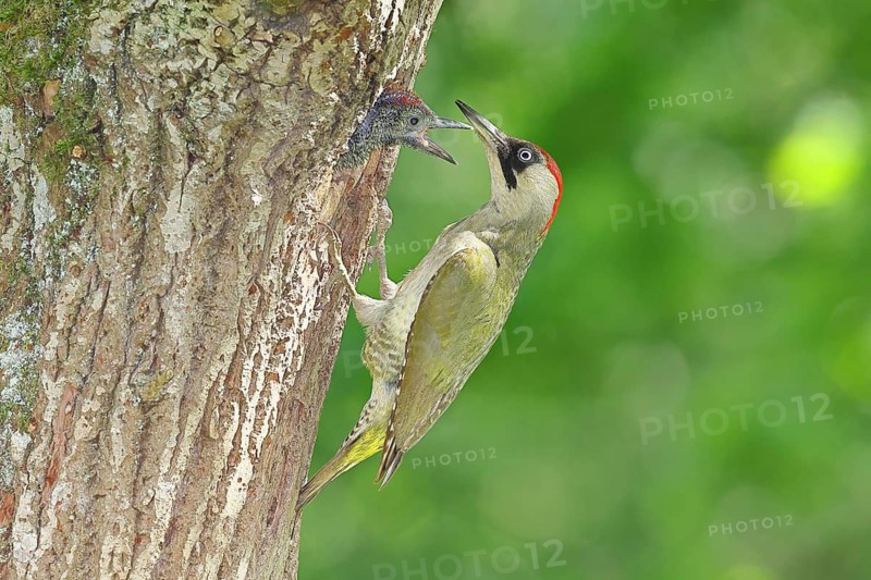 Green Woodpecker (Picus viridis) – a female feeding a chick in a nesting cavity in an old oak tree, wildlife, woodpeckers, Eurasian Green Woodpecker, nature photography, spring, Wilnsdorf, North Rhine-Westphalia, Germany