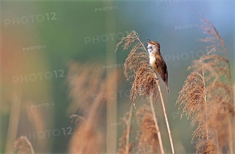 Animals, birds, reed warbler, reeds, (Acrocephalus arundinaceus), songbird