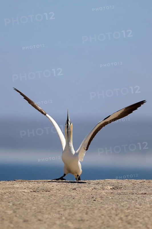 Cape Gannet (Morus capensis), adult, in flight, taking off, flying away, on land, coast, beach, Lamberts Bay, Western Cape, South Africa